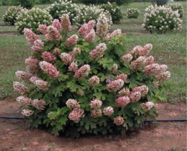 Ruby Slippers Oakleaf Hydrangea A Great Plant