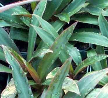 Moses in the Cradle, Three Men In A Boat,Tradescantia spathacea, Rhoeo spathacea, R. discolor, copyright © almostedenplants.com