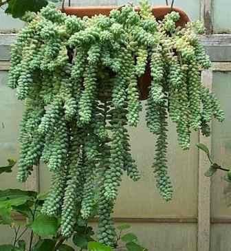 Burro s Tail Indoor Plants Almost Eden