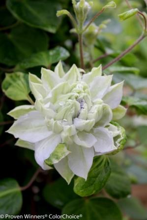 clematis diamond ball double vine flowers proven winners sp flowering vines flower provenwinners plants bloom sold