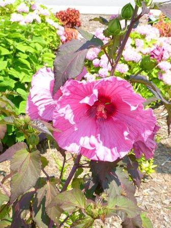 Plum Crazy Perennial Hibiscus, Hardy Hibiscus - Perennials - Almost Eden