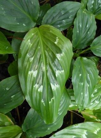 Grande Peacock Ginger, Resurrection Lily - Perennials ...