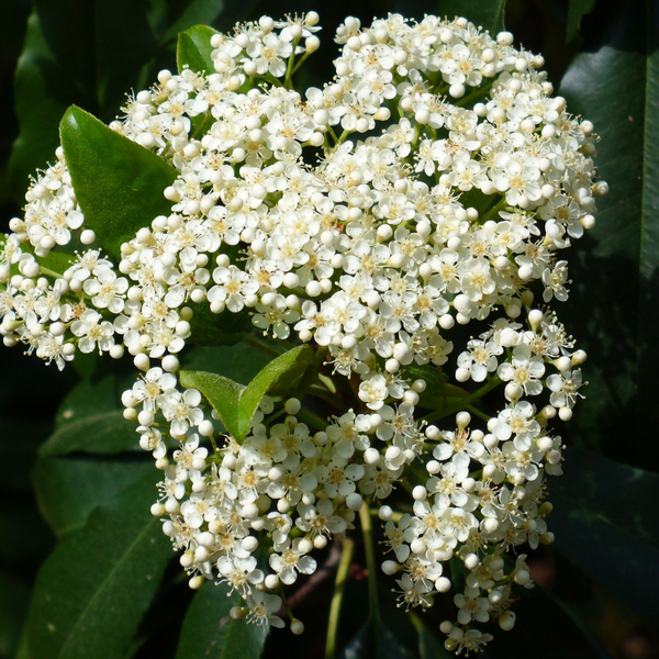 Red photinia