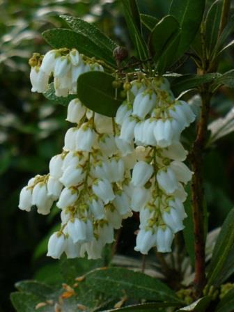 temple bells pieris andromeda bush lily valley bell flowers shaped almostedenplants